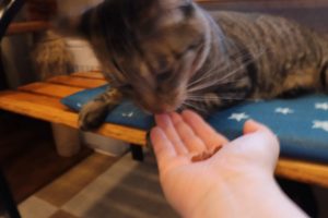 手からカリカリを食べる猫