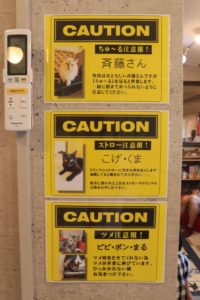 要注意な猫